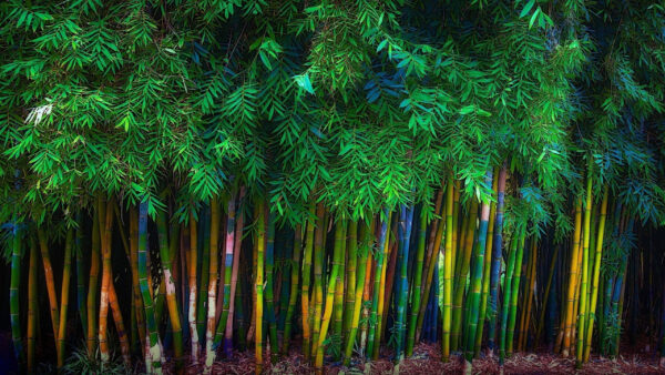 Wallpaper Closeup, Forest, Nature, View, Bamboo, Trees