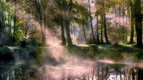 Wallpaper Mobile, Reflection, With, Beautiful, Morning, Nature, During, Desktop, Lake, Forest, Fog, Time