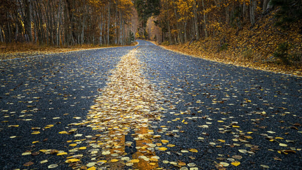 Wallpaper Yellow, Nature, Leaves, Road, Dry, Desktop, Between, Trees