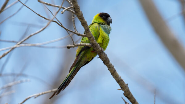 Wallpaper Parrot, Bird, Nanday, Branch, Tree, Birds, Sky, Standing, Desktop, Parakeet, Background, Mobile