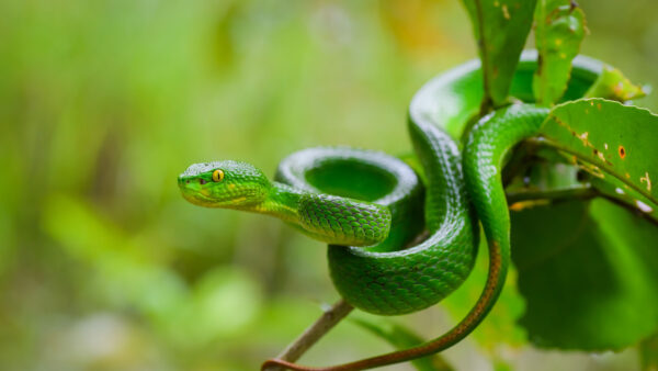 Wallpaper Background, Eyes, Blur, Green, Python, Plant, Snake, Yellow