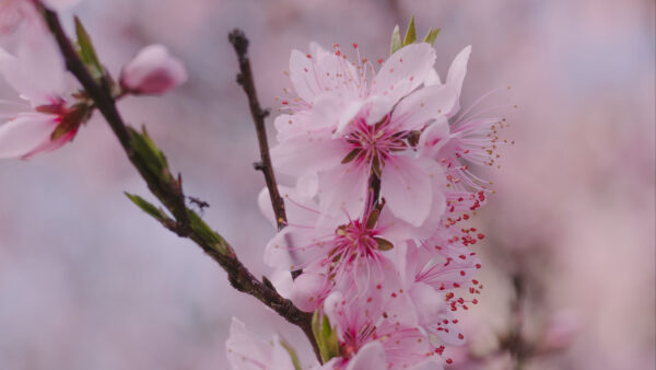 Wallpaper Sakura, Petals, Flowers, Pink, Spring