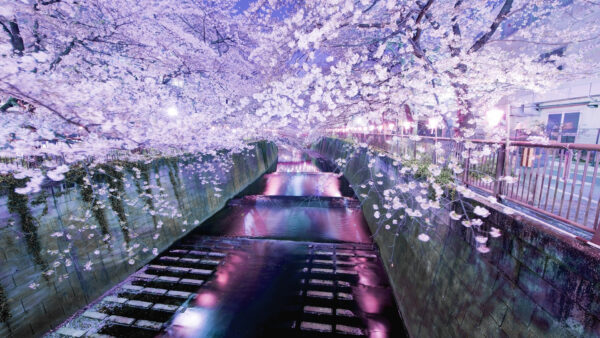 Wallpaper Blossom, Decorated, Nature, Bridge, Flowers