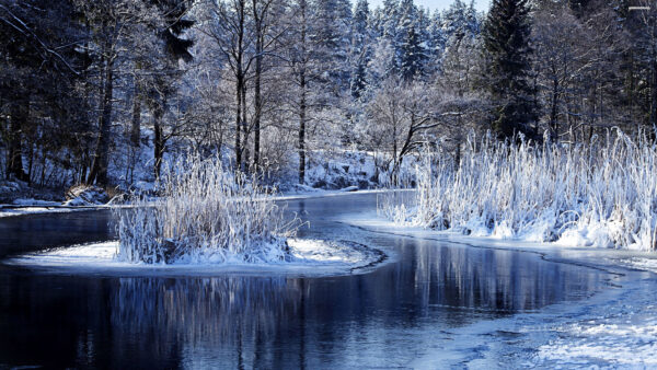 Wallpaper Plants, Trees, Mobile, Winter, Bushes, Desktop, Snow, River, Forest, Field, Covered, Grass, Frozen