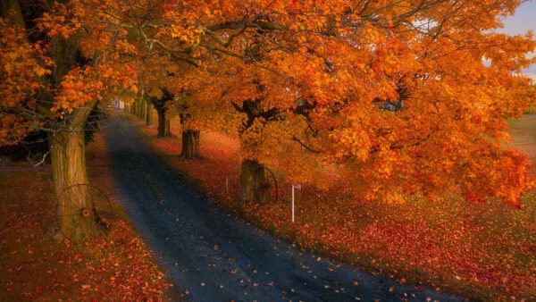 Wallpaper Road, Leaves, Yellow, Between, With, Nature, Desktop, Trees, Falling