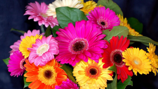 Wallpaper Floral, Gerbera, Flower, Flowers, Bright, Colorful, Bouquet