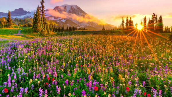 Wallpaper Mountains, Nice, Fog, Lavender, Sunrise, Field, Beautiful, Background, Colorful, Flowers, During