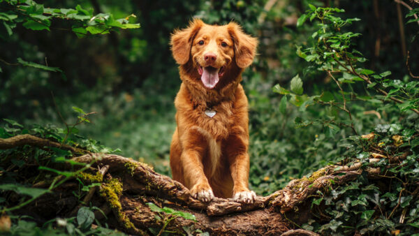 Wallpaper Scotia, Dog, Background, Duck, Tolling, Retriever, Nova, Forest