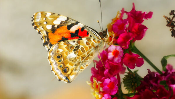 Wallpaper Brown, Black, Pink, Red, Designed, Flowers, Butterfly