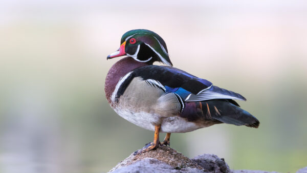 Wallpaper Colorful, Background, Standing, Birds, Blur, Sand, Duck, Wood