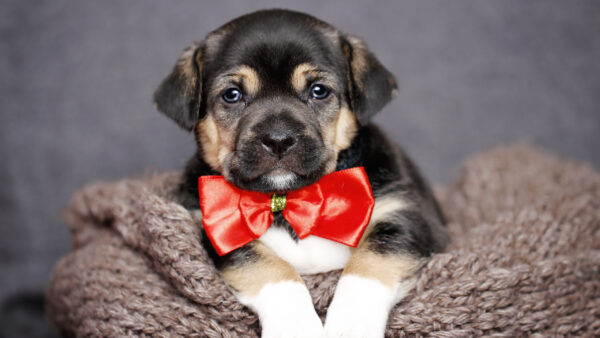 Wallpaper Puppy, Black, Bow, With, Dog, Red