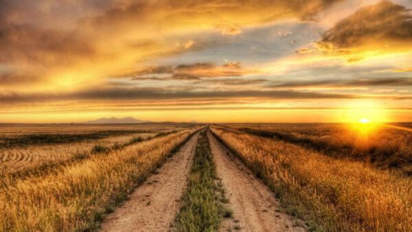 Wallpaper Yellow, Dry, Green, Sunset, Field, Sky, Grass, Black, Cloudy, Under, Sand, Path, During, Between, Country