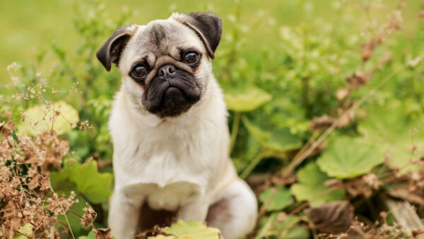 Wallpaper Background, Plants, And, Shallow, Puppy, Black, Labrador, White, Desktop, Green, With, Animals