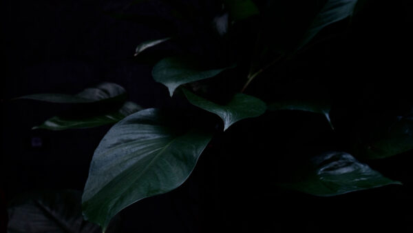 Wallpaper Green, Dark, Background, Plant, Nature, Leaves