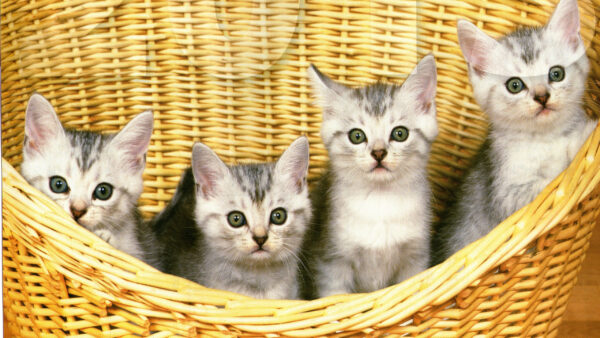 Wallpaper Cat, Black, Four, Kitten, Sitting, Basket, Kittens, Inside, White, Are, Bamboo