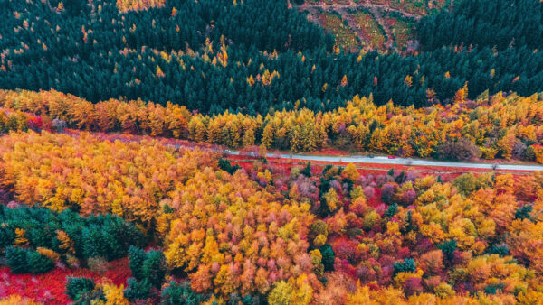 Wallpaper View, Colorful, Forest, Autumn, Fall, Trees, Aerial, Desktop, Between, Mobile, Road