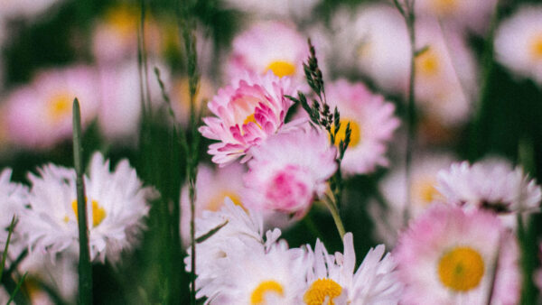 Wallpaper Nature, Desktop, Mobile, Flowers, Blur, Meadow, Pink, Background, White