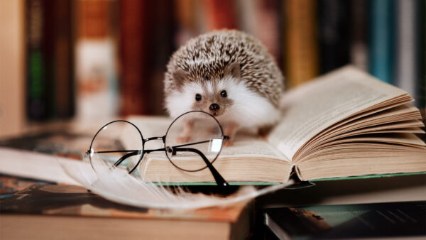 Wallpaper Page, Hedgehog, Sitting, Book, Blur, Background