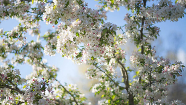 Wallpaper White, Blur, Blossom, Sky, Flowers, Background, Spring, Cherry, Blue