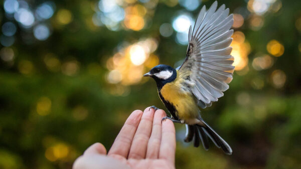 Wallpaper Photography, Yellow, Open, Colorful, Black, Background, Bokeh, Bird, With, Feather
