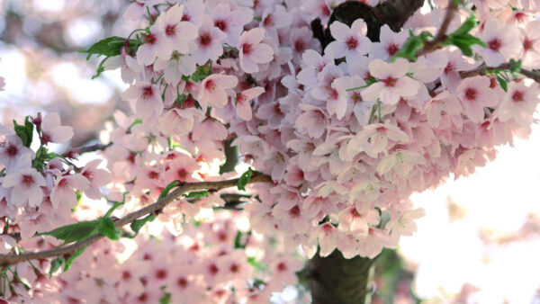 Wallpaper Flowers, Tree, Pink, Blossom, Branches, Petals