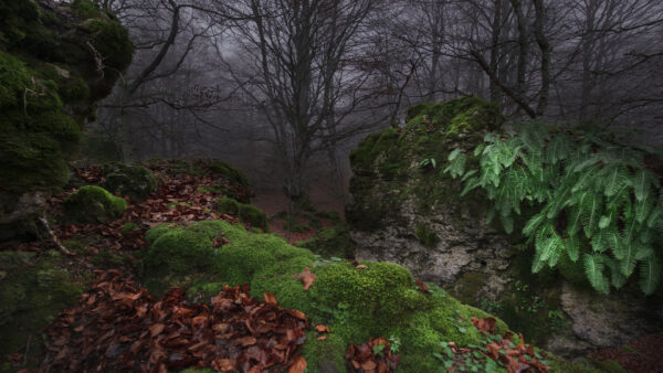 Wallpaper Fall, Nature, Moss, And, Forest, Trees, During, Rocks, With, Desktop