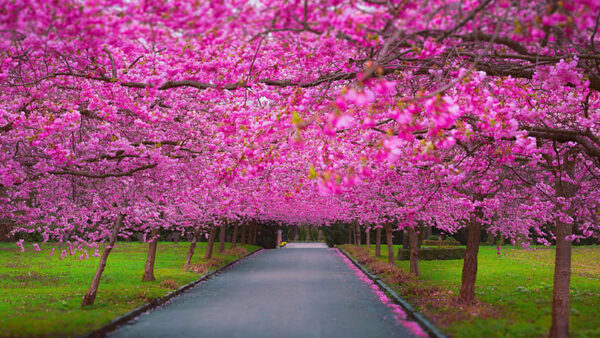 Wallpaper Trees, Road, Pink, Green, Field, Blossom, Cherry, Grass, Flowers, Between