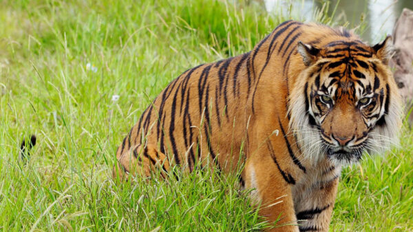 Wallpaper Tiger, Green, Grass