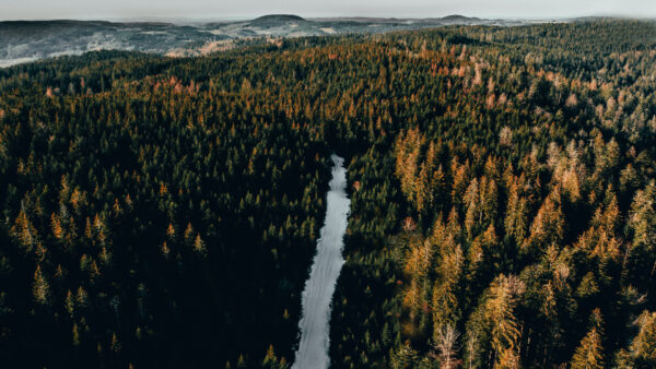Wallpaper Covered, Trees, Green, View, River, Between, Aerial, Long, Forest, Nature