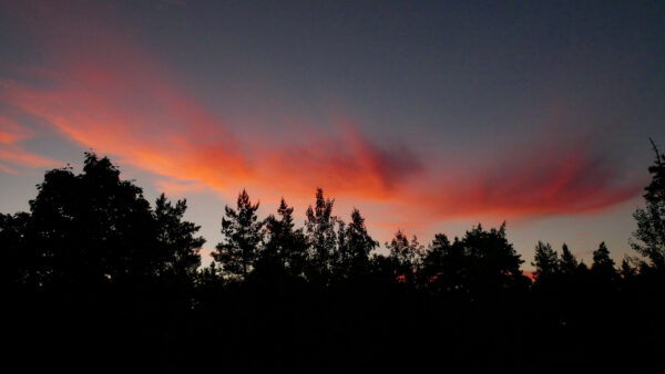 Wallpaper Mobile, Under, Light, Sky, Red, Clouds, Desktop, Blue, Trees, Nature