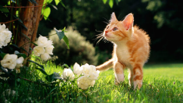 Wallpaper Walking, Kitten, Desktop, Grass, Field, Cute