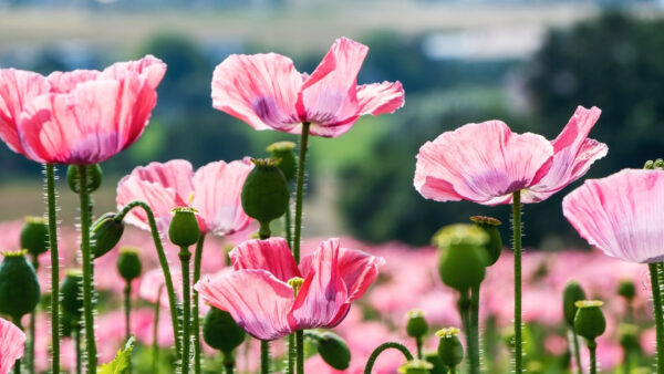 Wallpaper Flowers, Pink, Blur, Poppy, Background