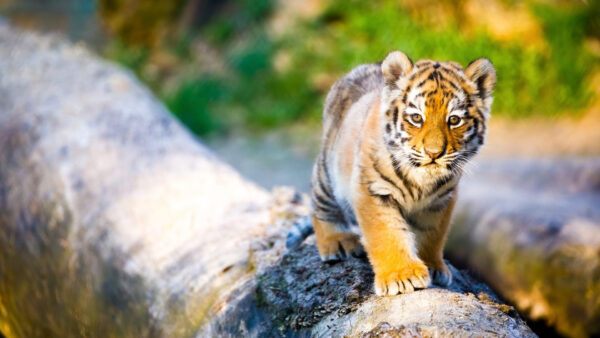 Wallpaper Leaves, Wood, Background, Walking, Green, Plants, Blur, Cub, Tiger