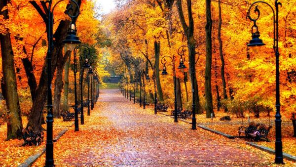 Wallpaper Scenery, Leaves, Lamp, With, Street, Orange, Fallen, And, Between, Autumn, Leafed, Yellow, Trees, Path