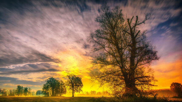 Wallpaper Trees, Sunset, Nature, Background, White, Clouds, Under, Blue, Sky