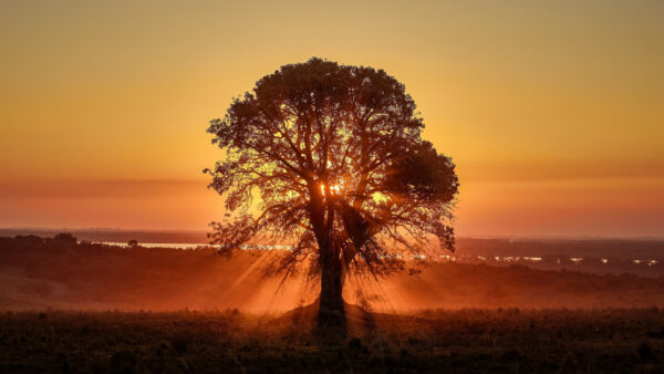 Wallpaper Background, Blue, Sunlight, Through, Tree, Nature, Branches, Sky