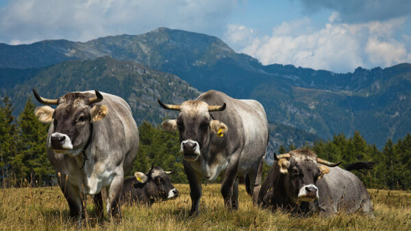 Wallpaper Background, Standing, Cows, White, Mountains, Black, Are, Green, Cow, Grass