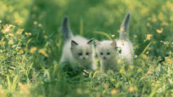 Wallpaper Bokeh, Cat, Green, Cute, Blur, Two, Kittens, Grass, White, Background