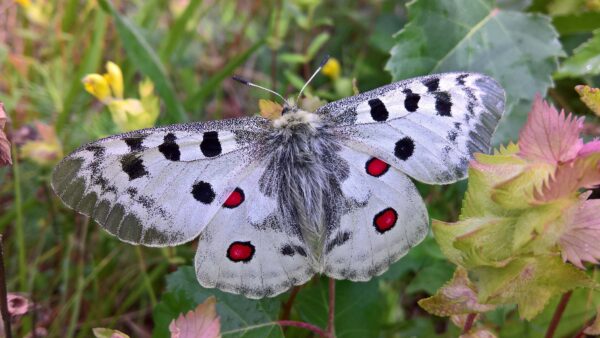 Wallpaper Apollo, Red, Plant, White, Closeup, Parnassius, Dots, Black, Leaf, Butterfly, Desktop, View