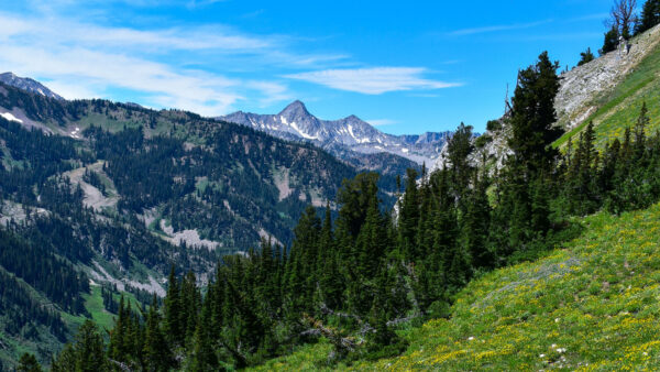 Wallpaper Sky, Bushes, Mountains, Forest, Nature, Grass, Background, Trees, Flowers, Slope, Desktop, Blue, Yellow, Mobile