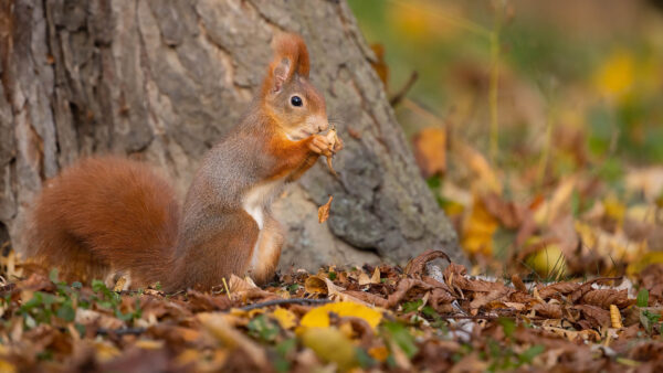 Wallpaper Leaves, Colorful, Standing, Squirrel, Tree, Brown, Dry, Trunk, Fur, Background