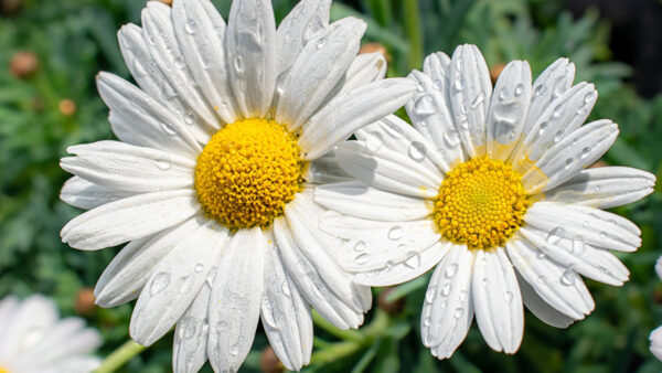 Wallpaper Background, Drops, Green, Plants, Flowers, White, Water, Camomile, View, Blur, With, Closeup