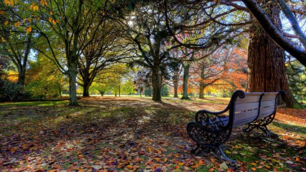 Wallpaper Autumn, Bench, Nature, Dry, Fallen, Trees, Fall, Leaves