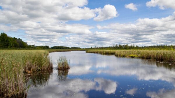 Wallpaper Plants, Blue, Bushes, Mobile, Between, Trees, Under, Clouds, Green, Sky, River, Nature, Water, Desktop, White, Grass, Reflection