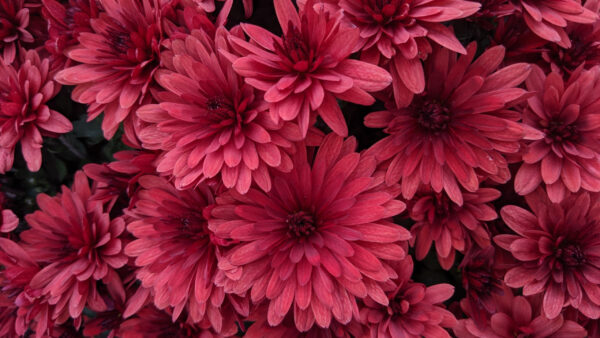 Wallpaper Bunch, Red, Chrysanthemum, Flowers