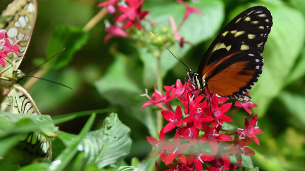 Wallpaper Butterfly, Flowers, Design, Brown, Green, Black, Leaves, Yellow, Red, Background