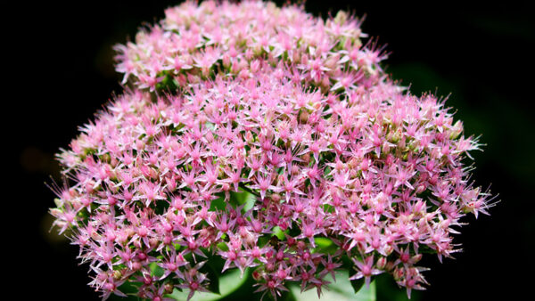 Wallpaper Background, Flowers, View, Hylotelephium, Orpine, Telephium, Black, Pink, Closeup