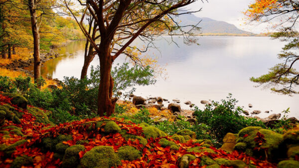 Wallpaper Autumn, Covered, Red, Landscape, Fall, Leaves, Algae, River, Mountain, View, Stones