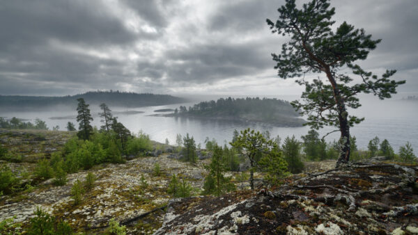 Wallpaper Trees, Nature, Aerial, View, Under, Green, Black, Clouds, Bushes, Sky, White, Island