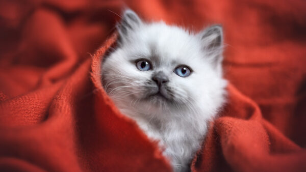 Wallpaper Background, Light, White, Covering, Cat, Red, Blur, Cloth, With